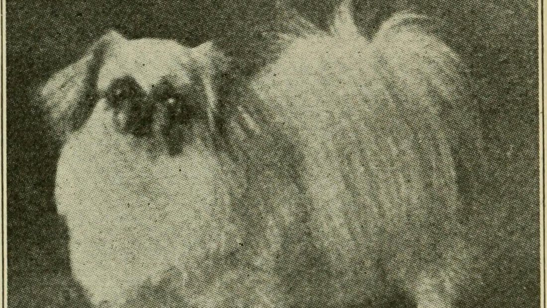 A pet at home in a clean living room